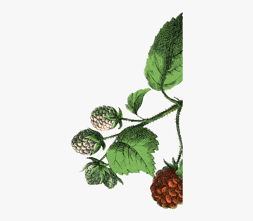 Seedless Fruit, HD Png Download