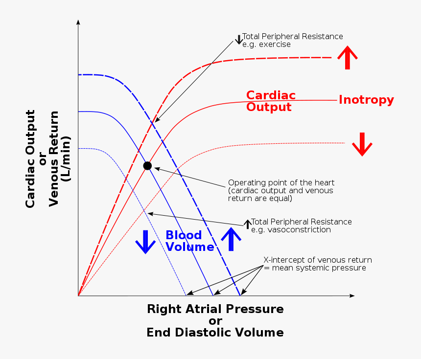 Loi De Frank Starling, HD Png Download , Transparent Png Image PNGitem