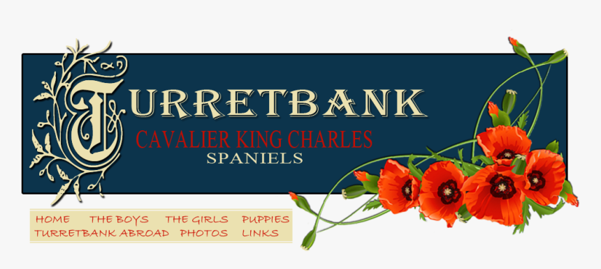 Oriental Poppy, HD Png Download