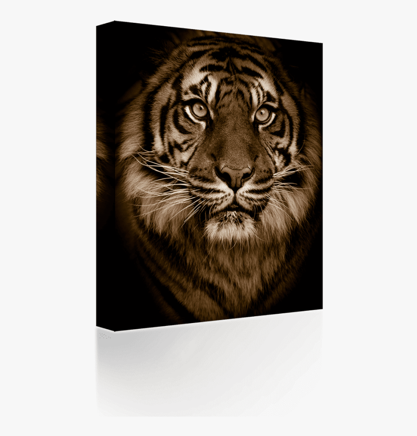 Free Png Download Golden Bengal Tiger Green Eyes Big - Tiger Dramatic, Transparent Png