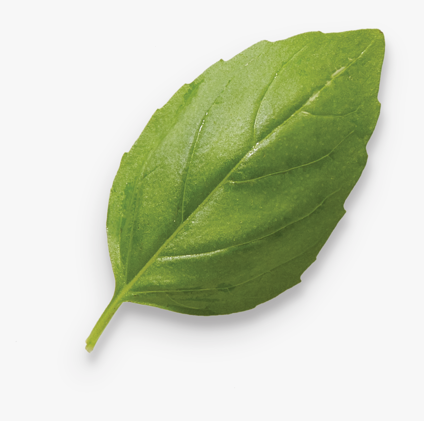 Nannyberry, HD Png Download