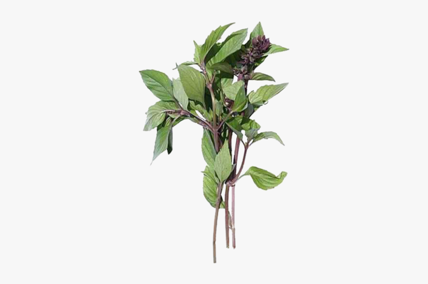 Cinnamon Basil - Basilico E Cannella, HD Png Download