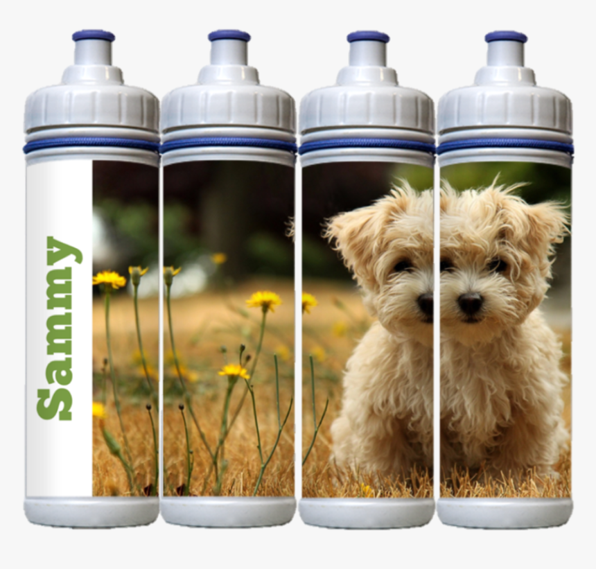 Dog 2 - Brown West Highland Terrier, HD Png Download