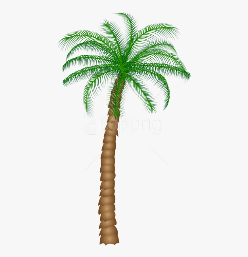 Free Png Download Palm Tree Png Images Background Png - Transparent Background Palm Tree Real Png, Png Download