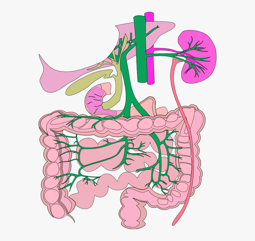 Organ System Clipart