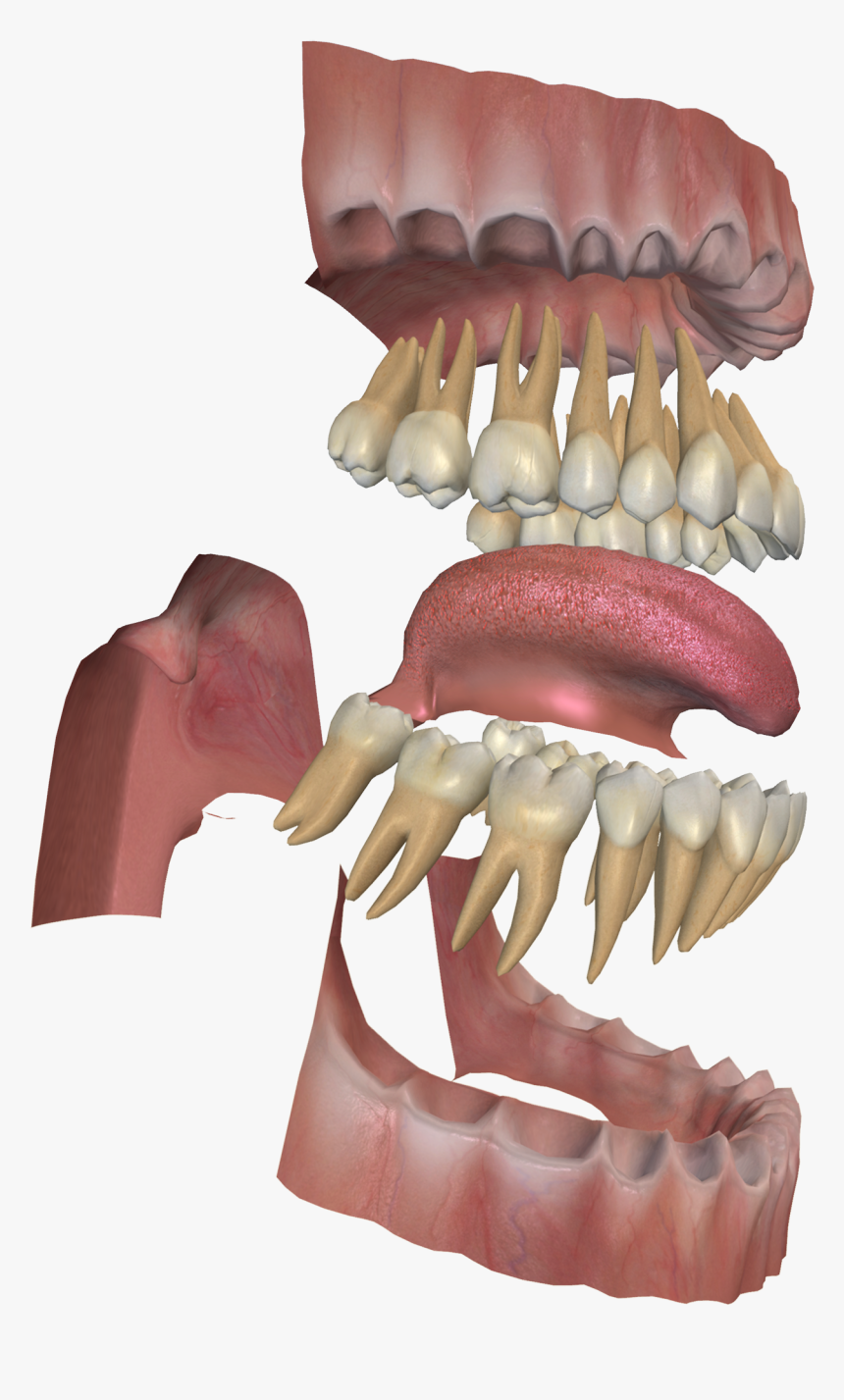 3d Digestive System Project - Vile Things, HD Png Download