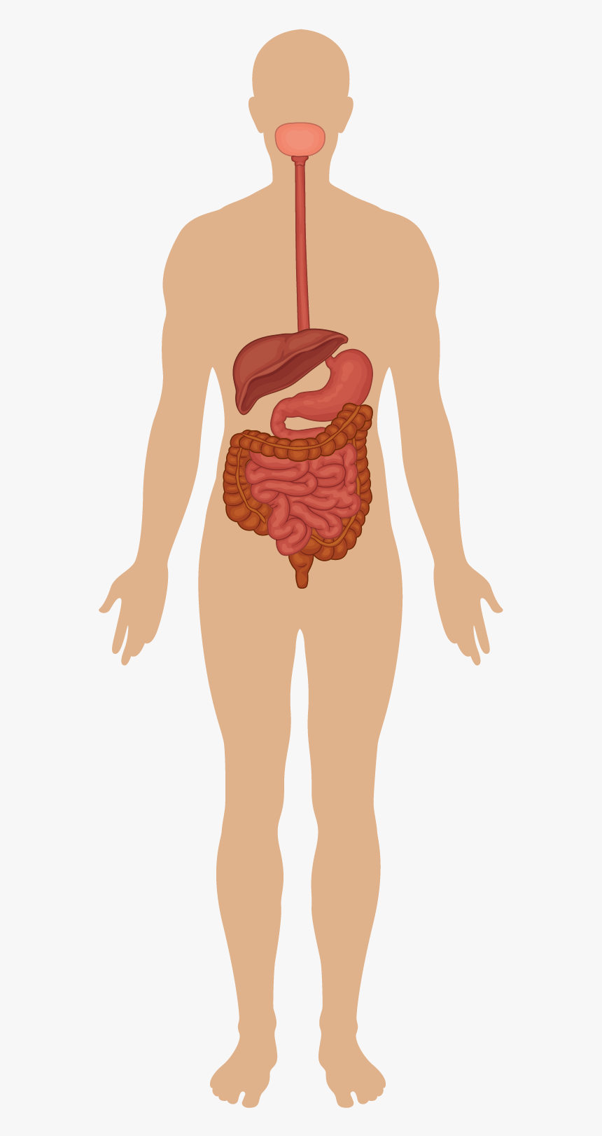 Nervous Clipart Presentation - Circulatory Nervous And Respiratory System, HD Png Download