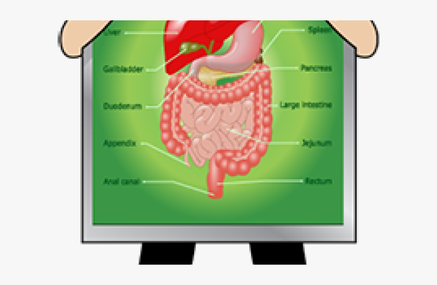 Digestive System Clipart - Dolore Destra Addome Dopo Mangiato, HD Png Download