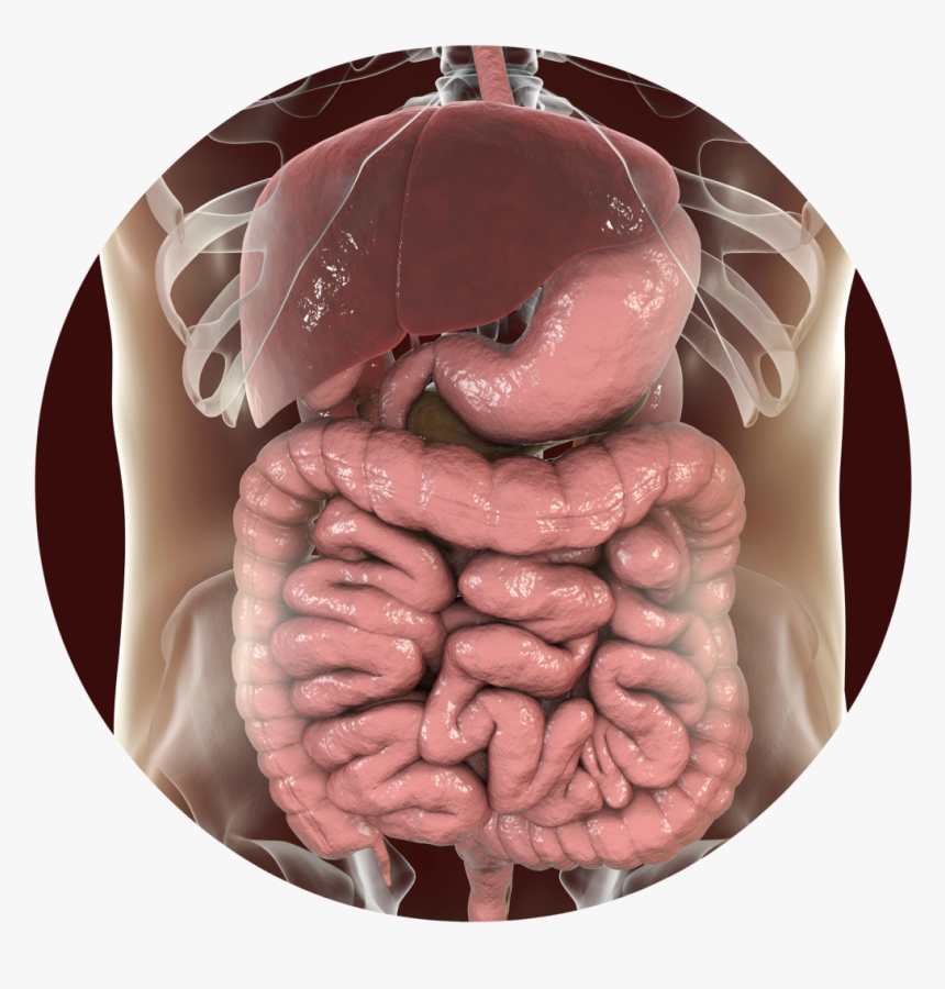 Digestive System Png, Transparent Png