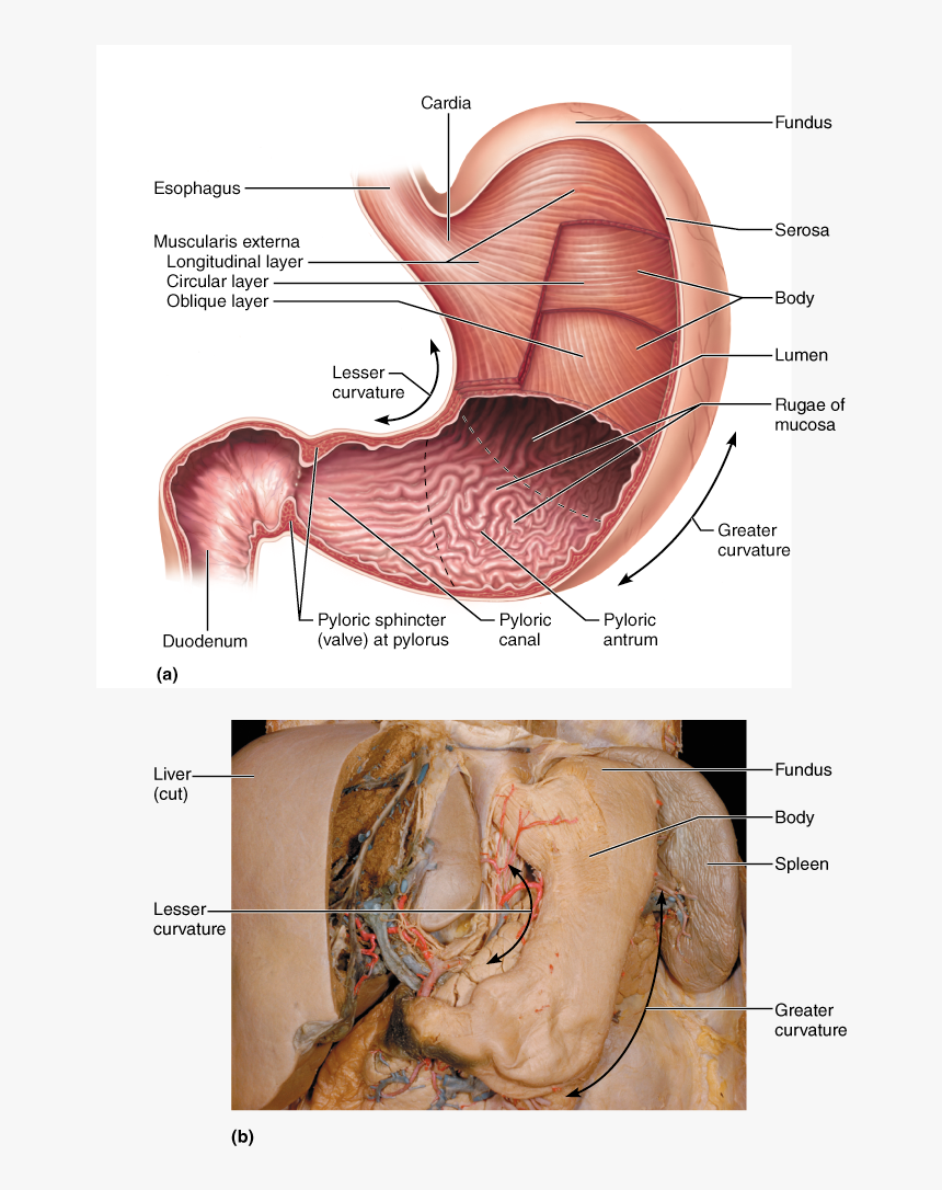 Cardial Part Of Stomach, HD Png Download