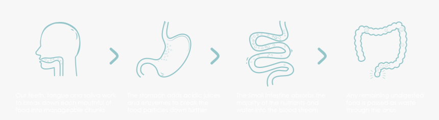 Clip Art, HD Png Download