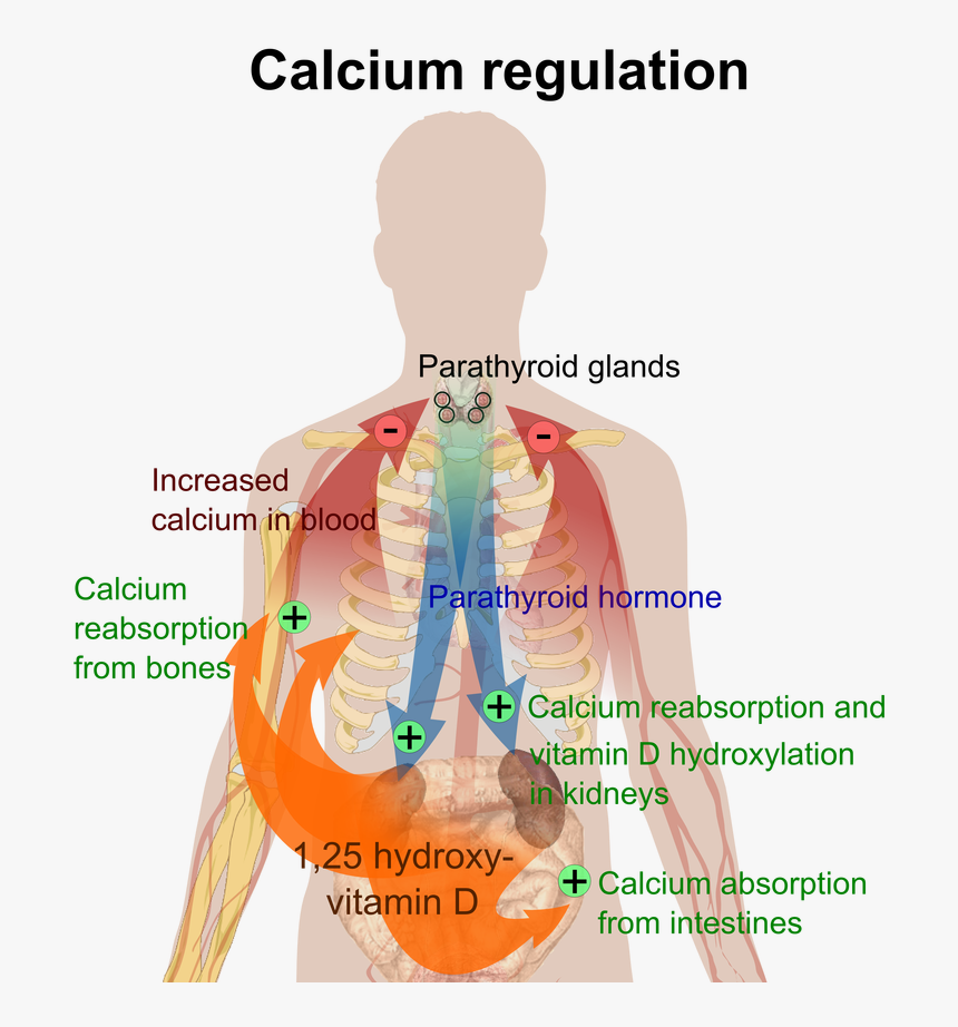 Picture - High Calcium Levels, HD Png Download