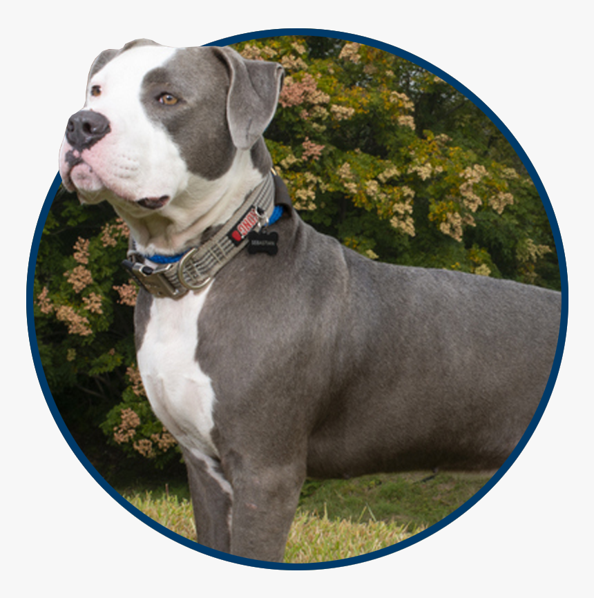 Dog Catches Something, HD Png Download