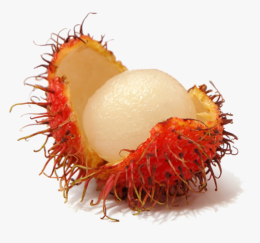 Rambutan Png, Transparent Png