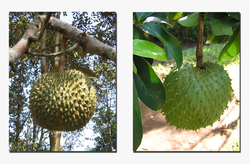 The Durian And Lookalike Soursop (1600x900), Png Download - Annona Muricata, Transparent Png