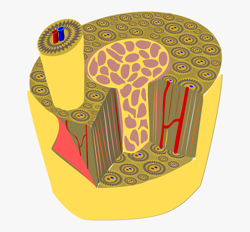 Bone Tissue Png, Transparent Png