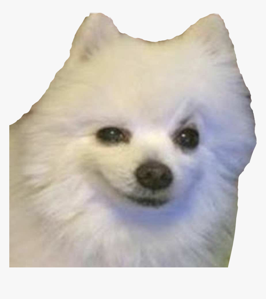 Funny Dog Png, Transparent Png