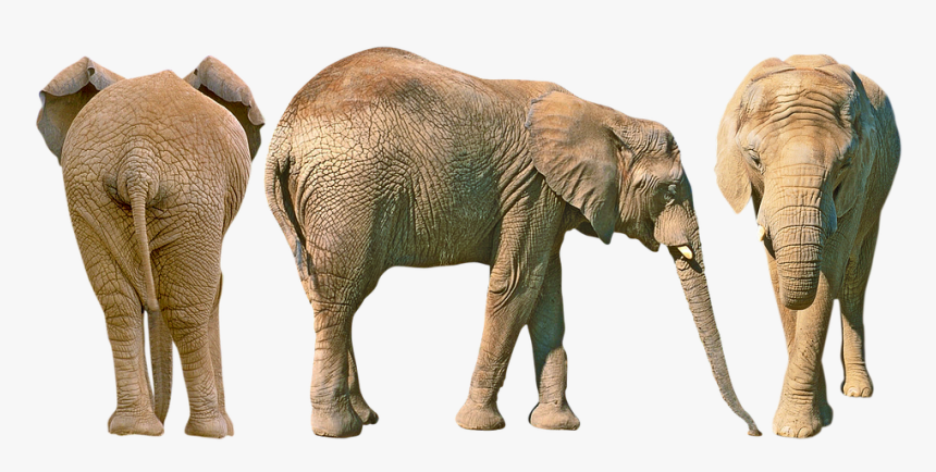 Elephant Butt, HD Png Download
