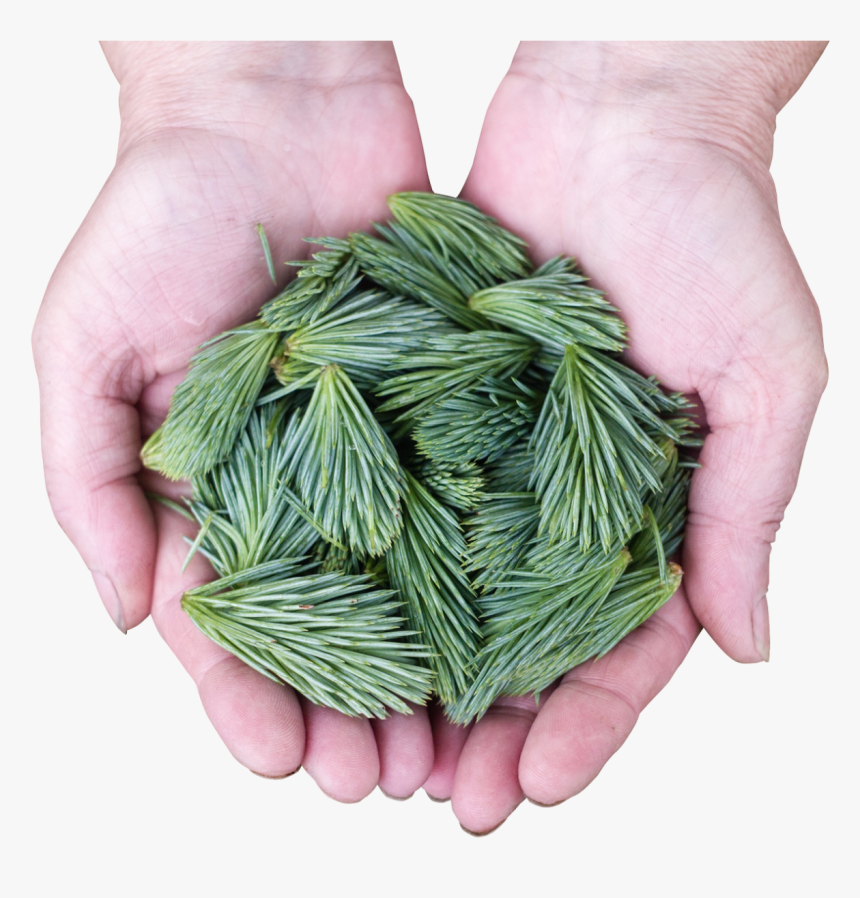 Pine Leaves Png Image - Portable Network Graphics, Transparent Png