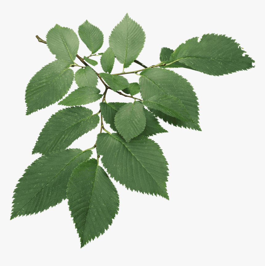 Christmas Leaves Models Wire In 3ds Max , Png Download - 3d Computer Graphics, Transparent Png