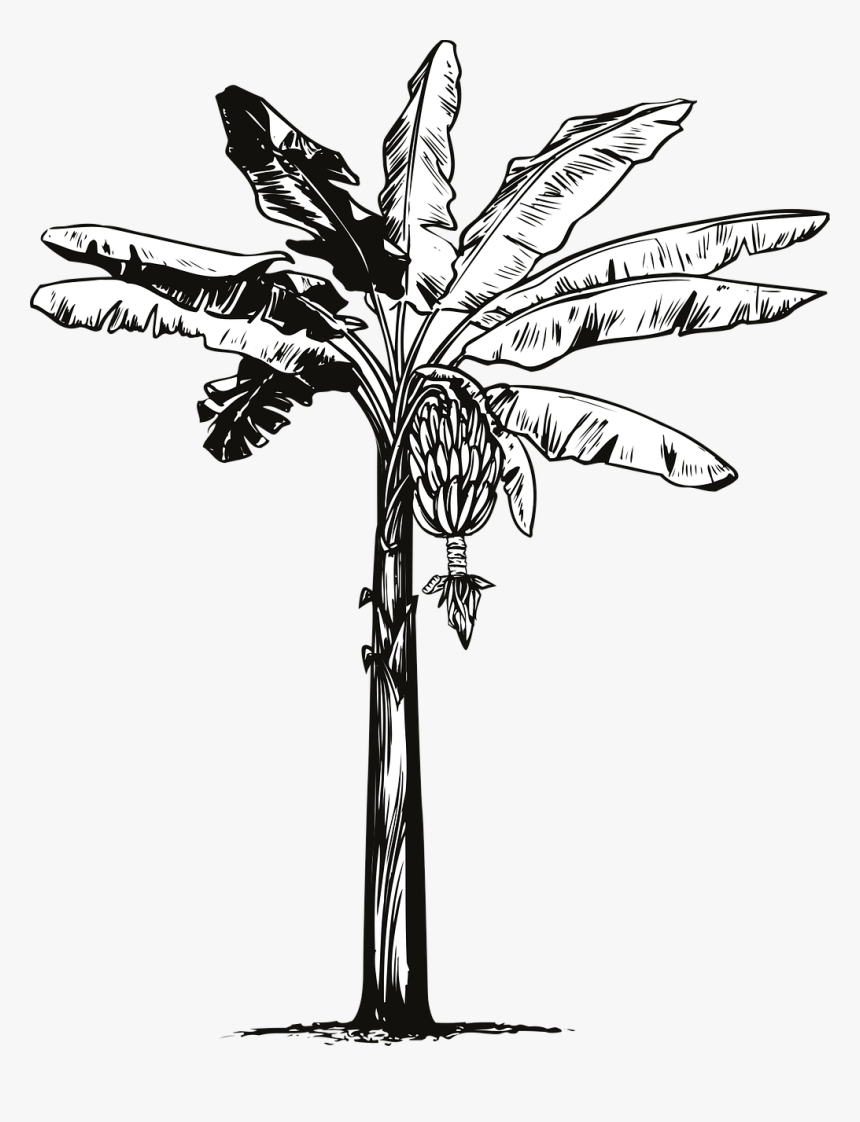 Vector Graphics, HD Png Download