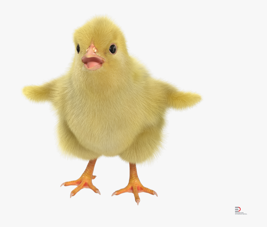 Duck, HD Png Download