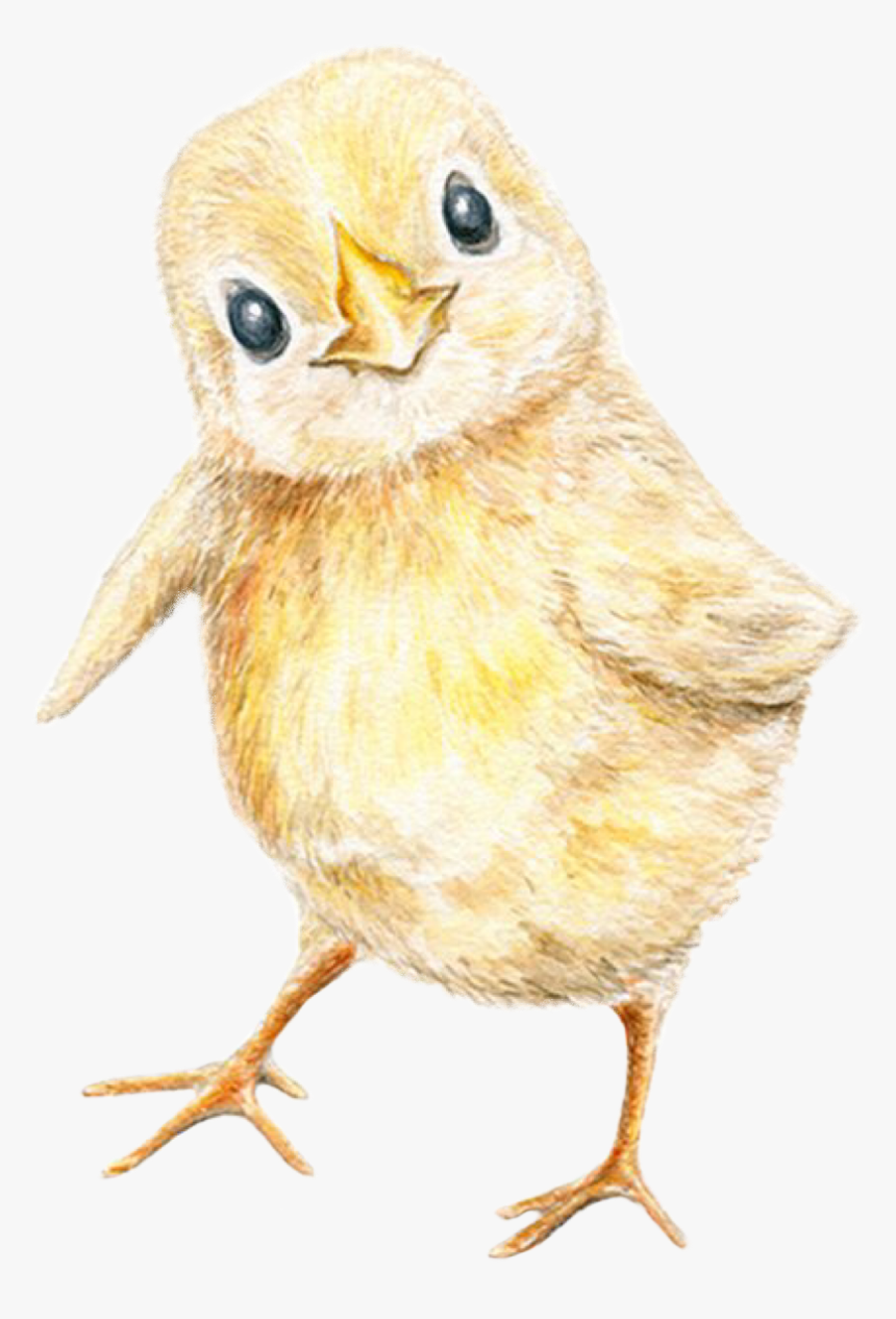 #babychick #freetoedit - Perching Bird, HD Png Download