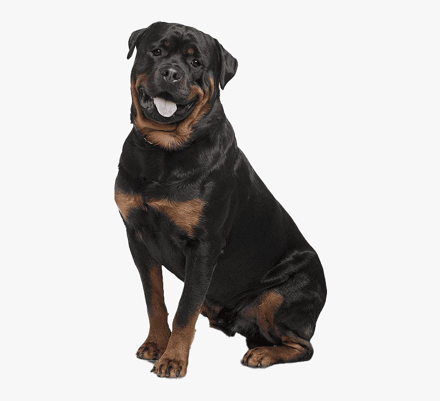 Rottweiler Png File - Bullmastiff German German Shepherd Rottweiler, Transparent Png