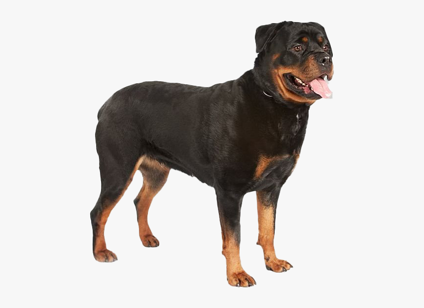 Rottweiler Png Hd Image - Guard Dog Security Png, Transparent Png