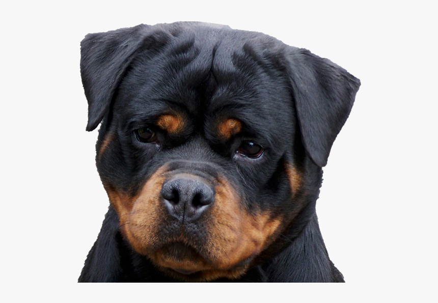 Golden Retriever With Rottweiler, HD Png Download