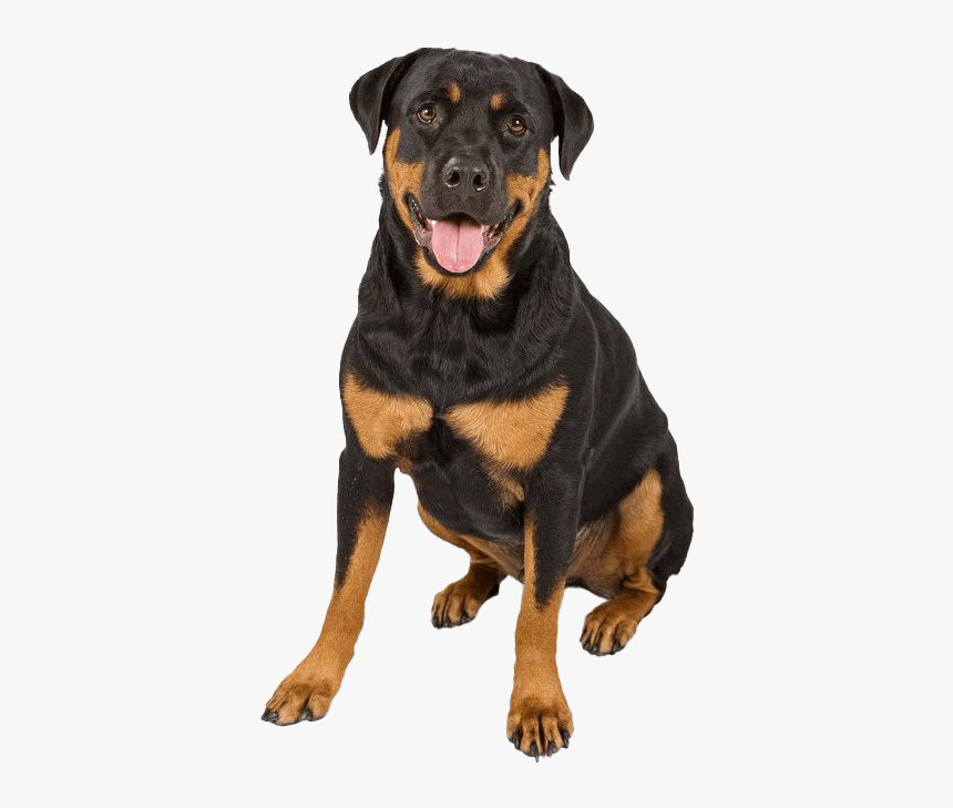 Rottweiler Png Photo - German Rottweiler And German Shepherd, Transparent Png