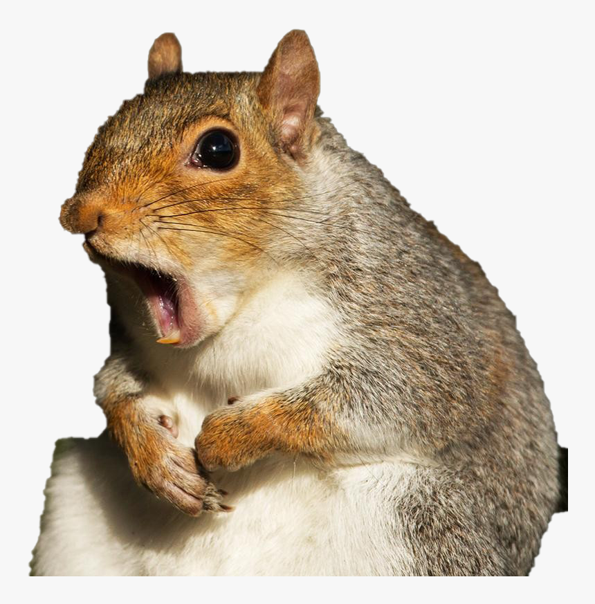 Squirrel Download Free Png - Squirrel Flora And Ulysses, Transparent Png