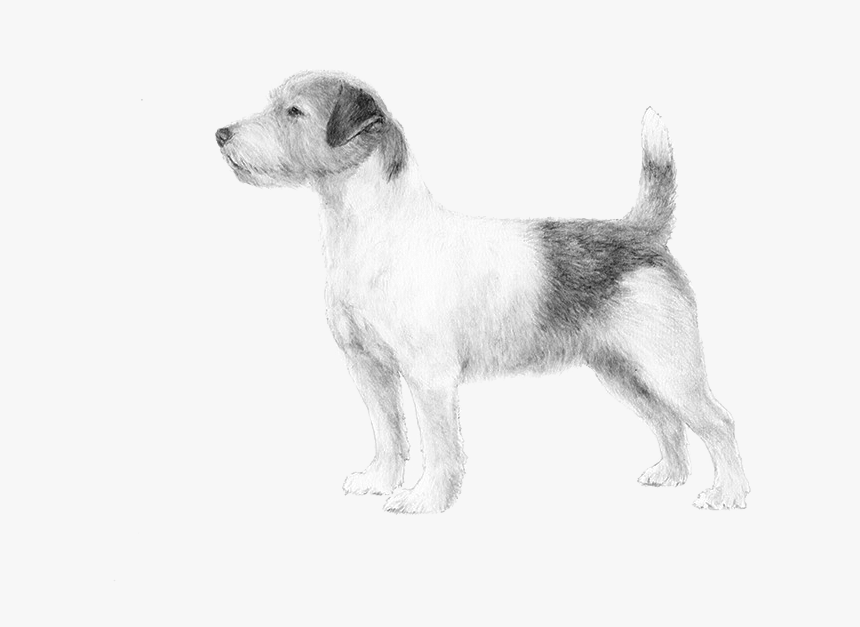 Companion Dog, HD Png Download