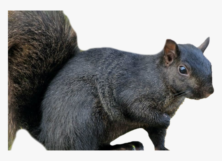 Squirrel Background Png Image - Black Squirrel, Transparent Png