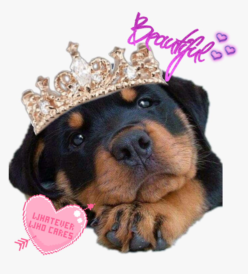 #suchacutie #favdog #rottie #rottweiler #beautiful - Baby Anne Bottom Heavy, HD Png Download