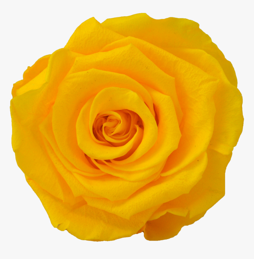 Floribunda, HD Png Download