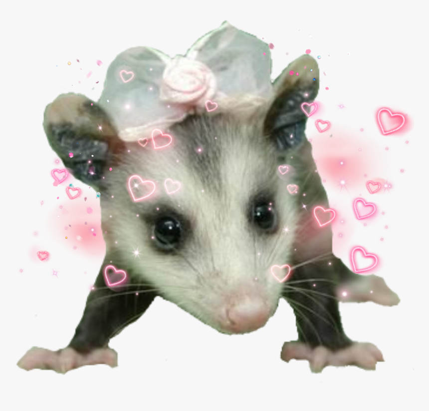 #possum #cute, HD Png Download