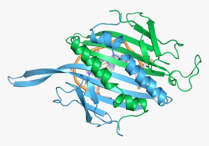 Ms2 Abdimer Rna Topview - Ms2 Coat Protein Structure, HD Png Download