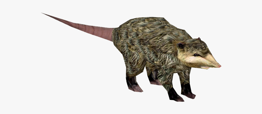 Opossum Zoo Tycoon 2, HD Png Download