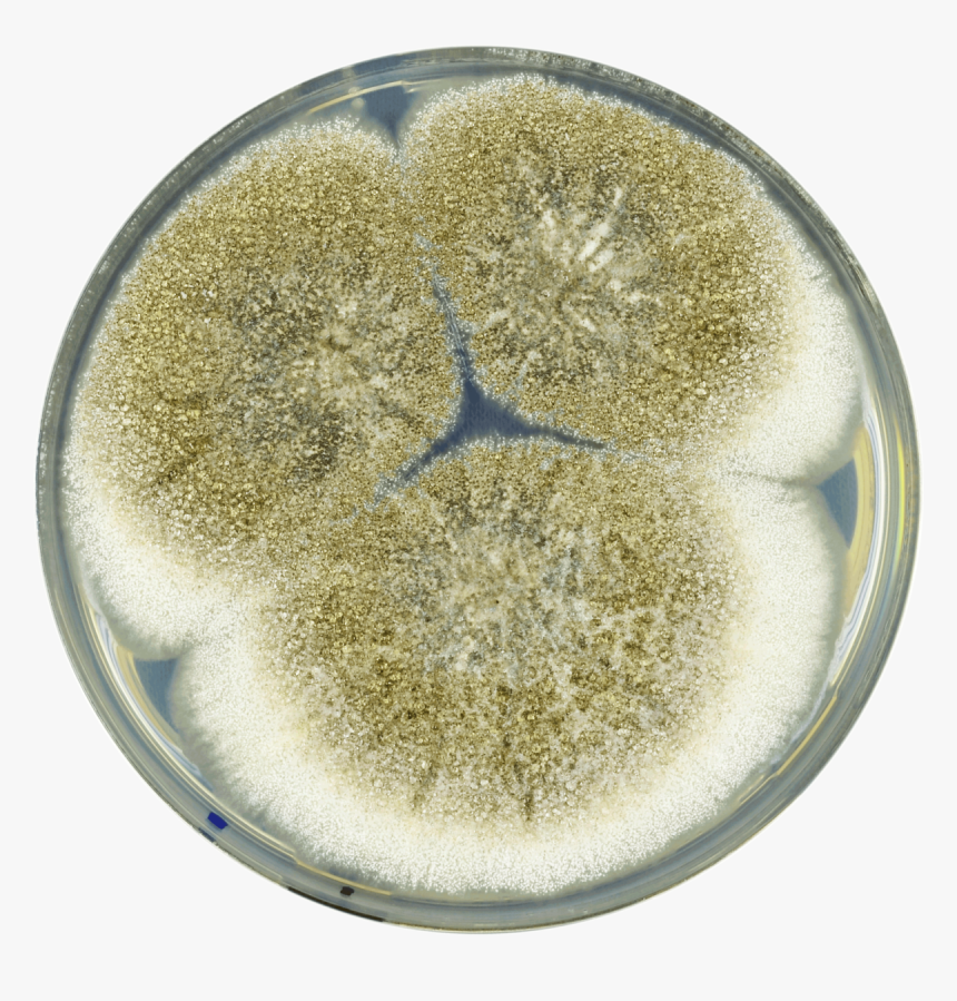 Aspergillus Mottae Cya - Circle, HD Png Download