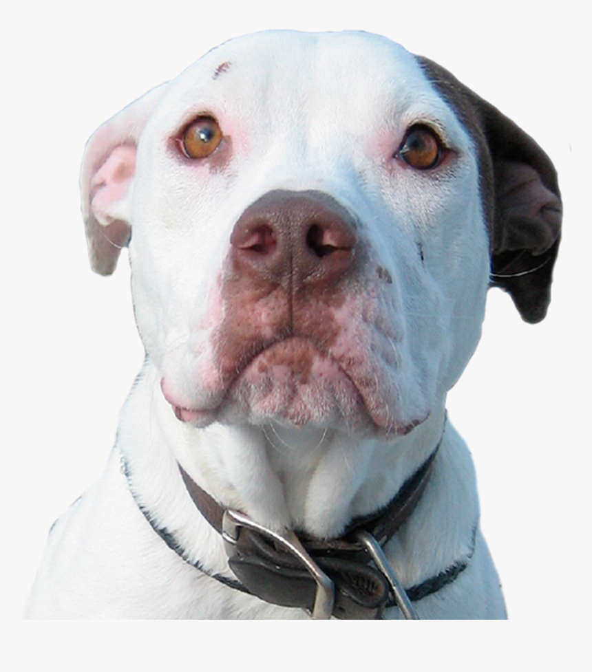 We Can T Save Her Without You - Pitbull Dog Transparent, HD Png Download
