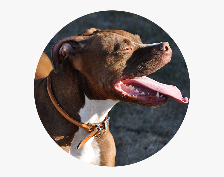 Pitbull Dog , Png Download - Pitbull Images Download Full Hd, Transparent Png