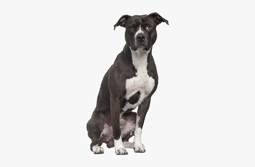 Pit Bull Terrier Png - American Pit Bull Terrier Sitting, Transparent Png