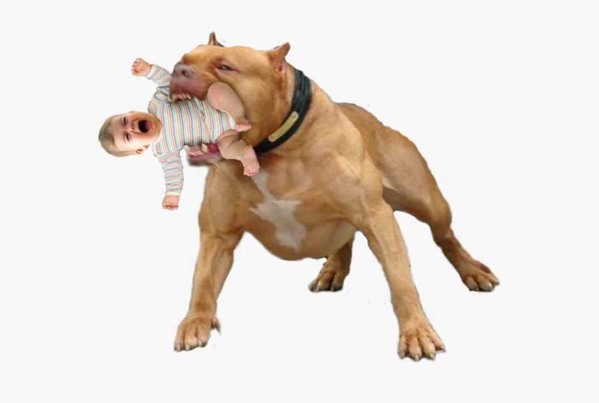 Could Never Hurt A Fly, HD Png Download