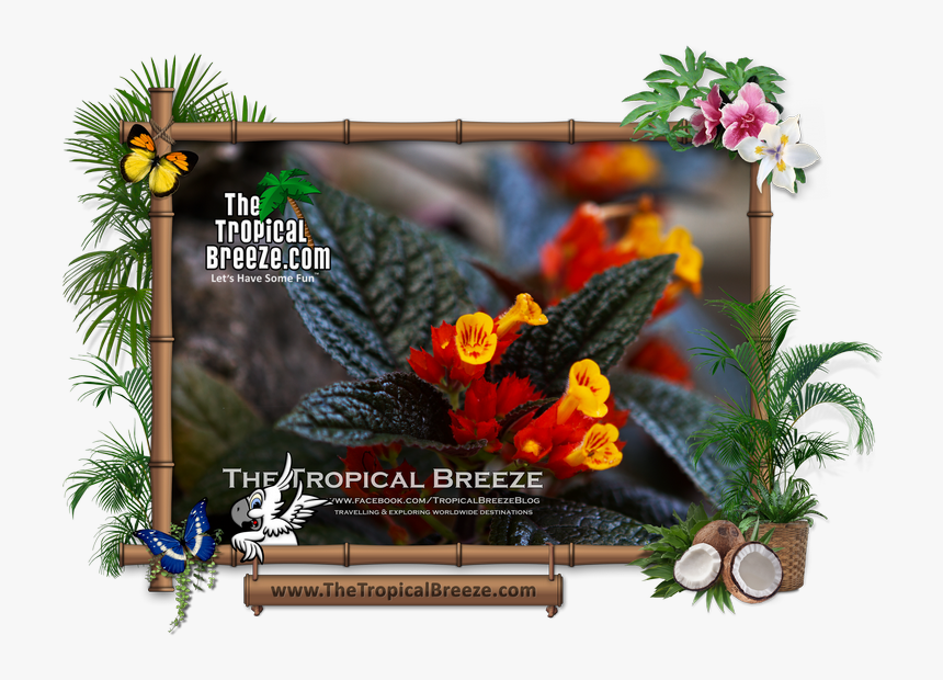 Photograph, HD Png Download