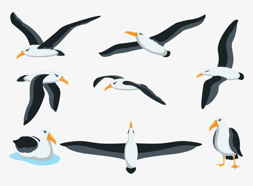 Albatros Drawing, HD Png Download