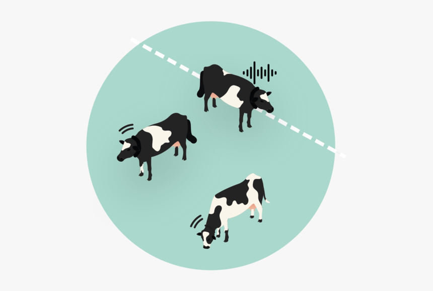 Cows In Zone-01 - Boston Terrier, HD Png Download