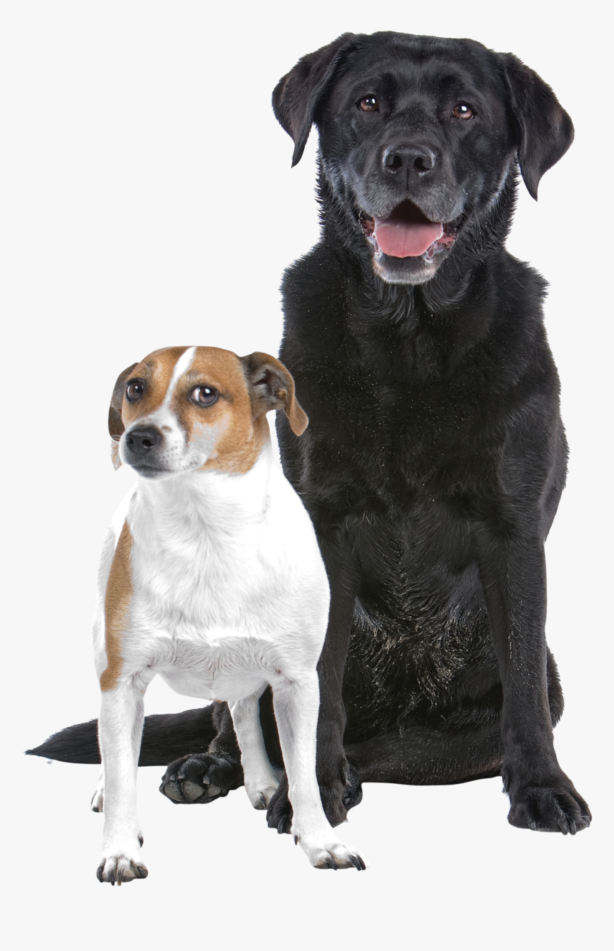 Vpd018 - Black Lab And Jack Russell, HD Png Download