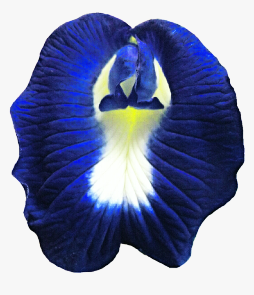 Thumb Image - Butterfly Pea Flower Transparent, HD Png Download