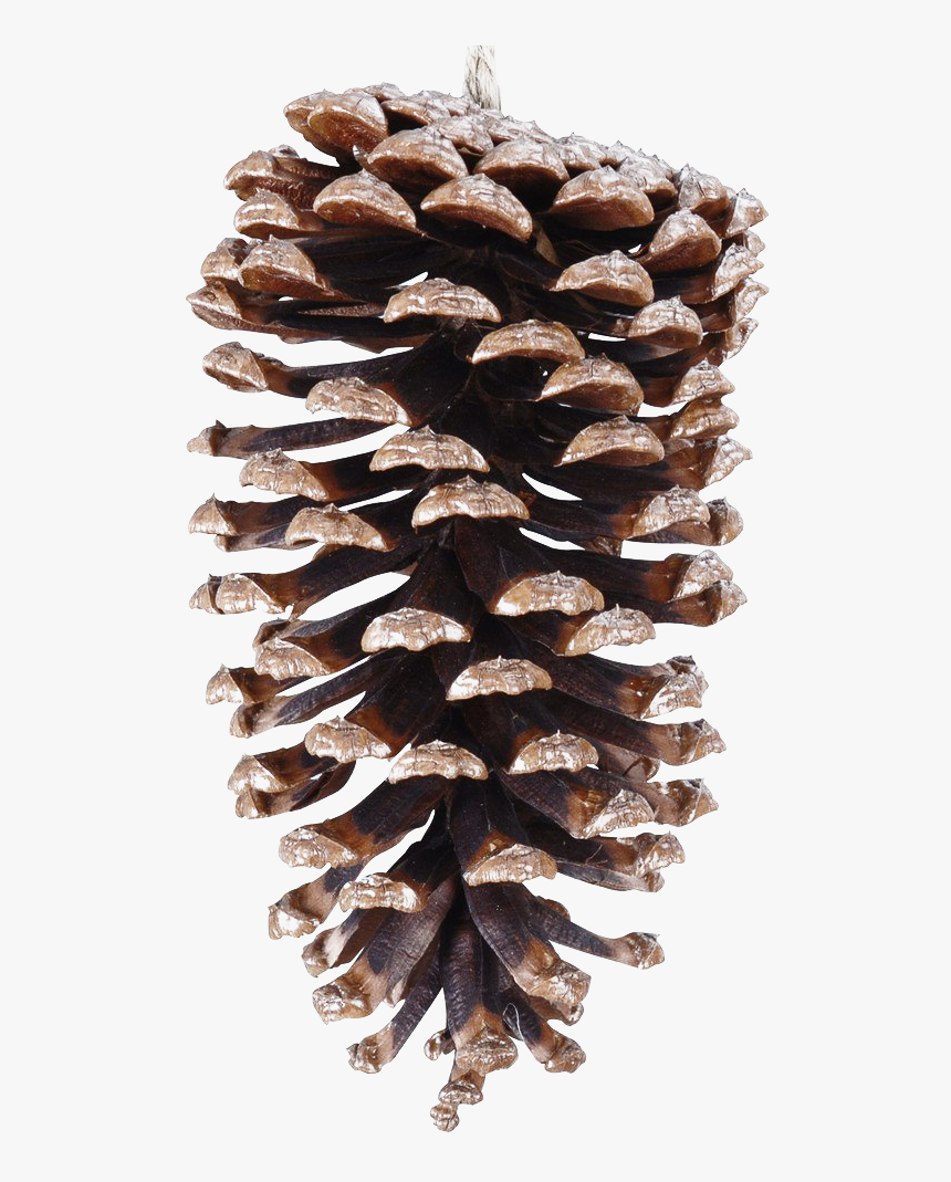 Pinecone Png File - Conifer Cone, Transparent Png
